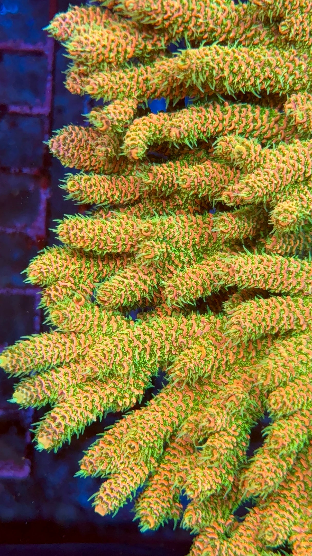 Acid Trip Millepora Frag