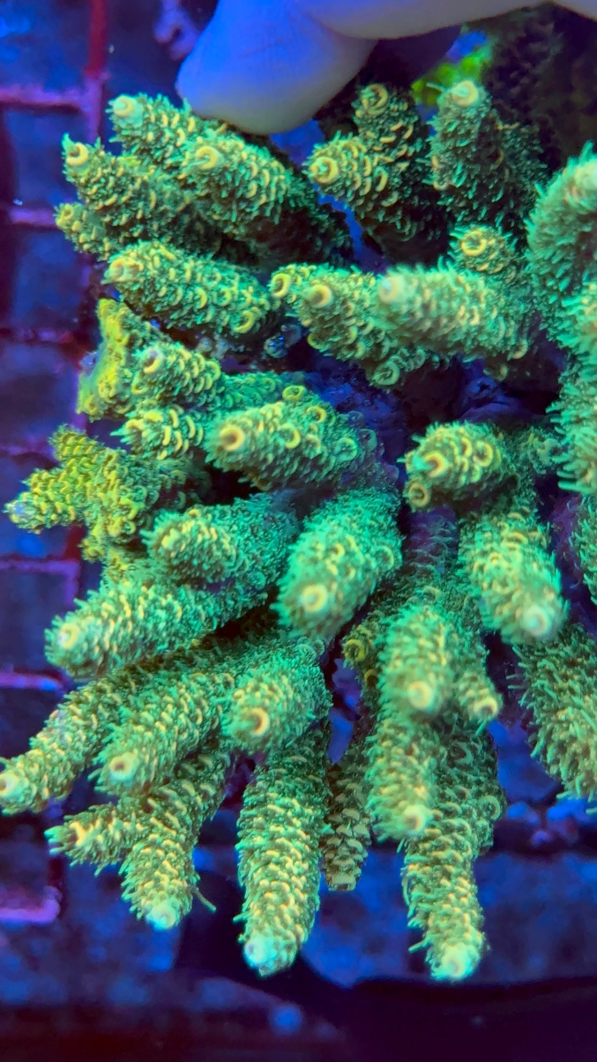Sunset Millepora Frag