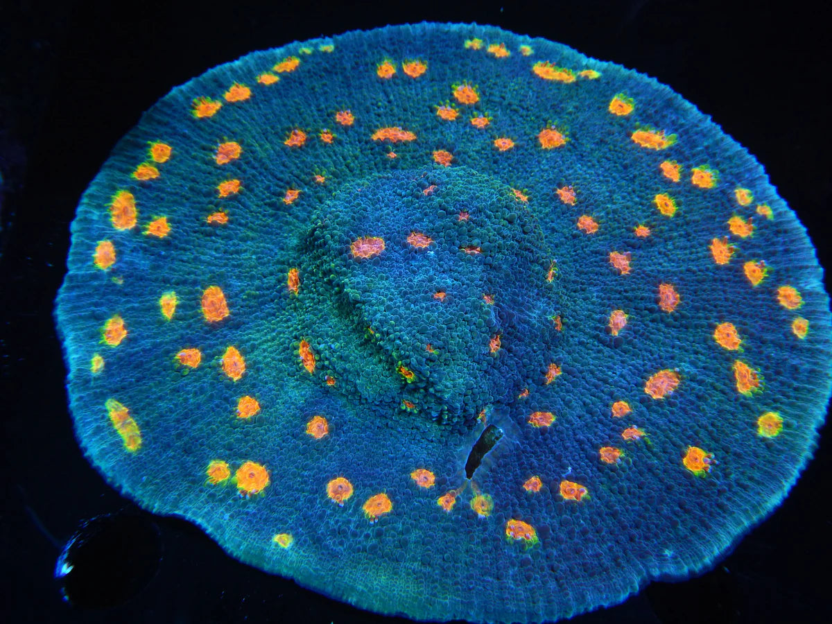 Miami Hurricane Chalice