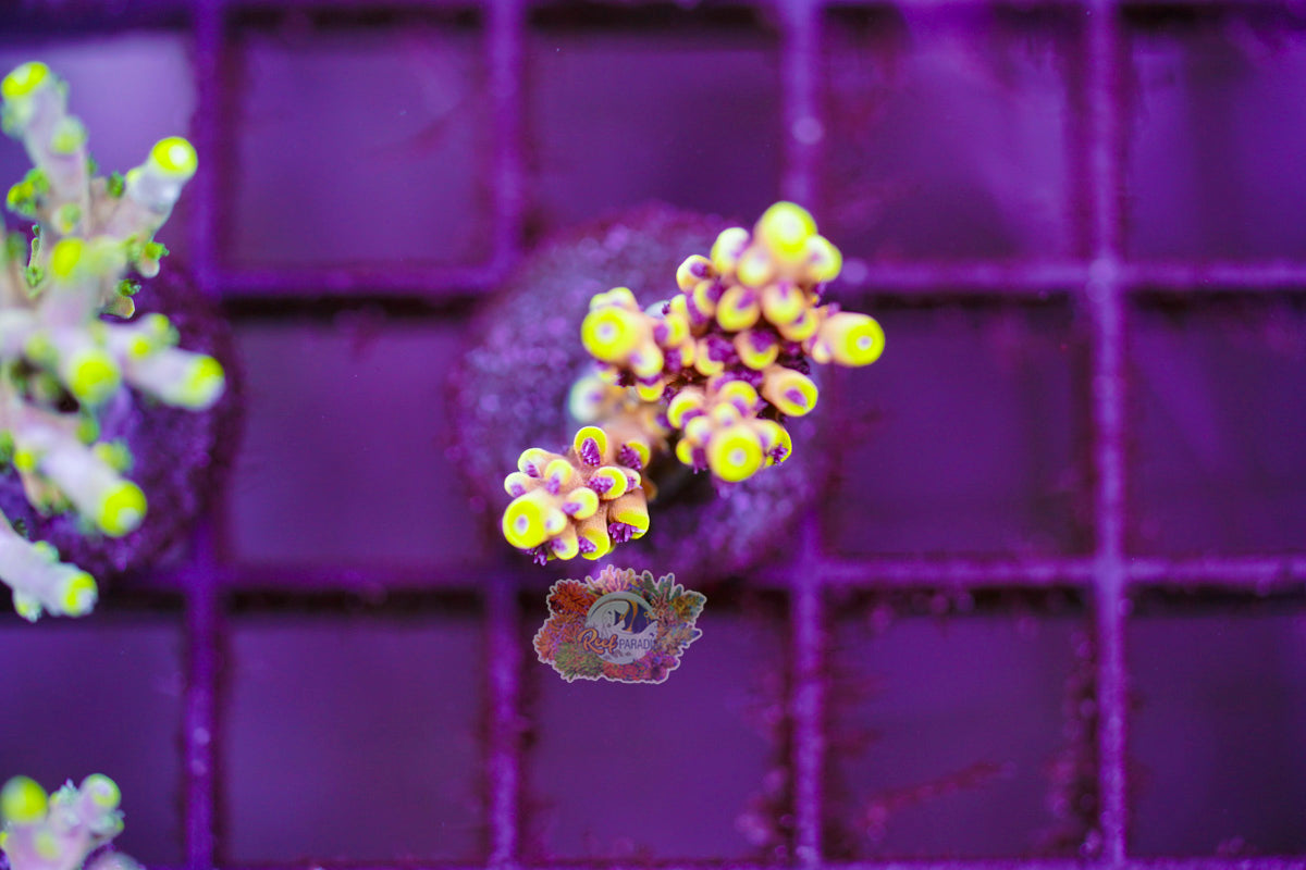 Pink Cadillac Acropora SECTION F