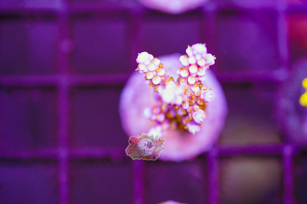 ARC Fireworks Acropora SECTION G