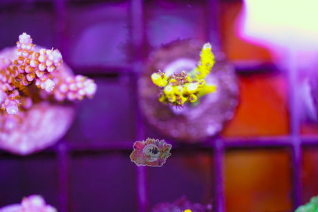 Tyree Pink Lemonade Acropora SECTION H