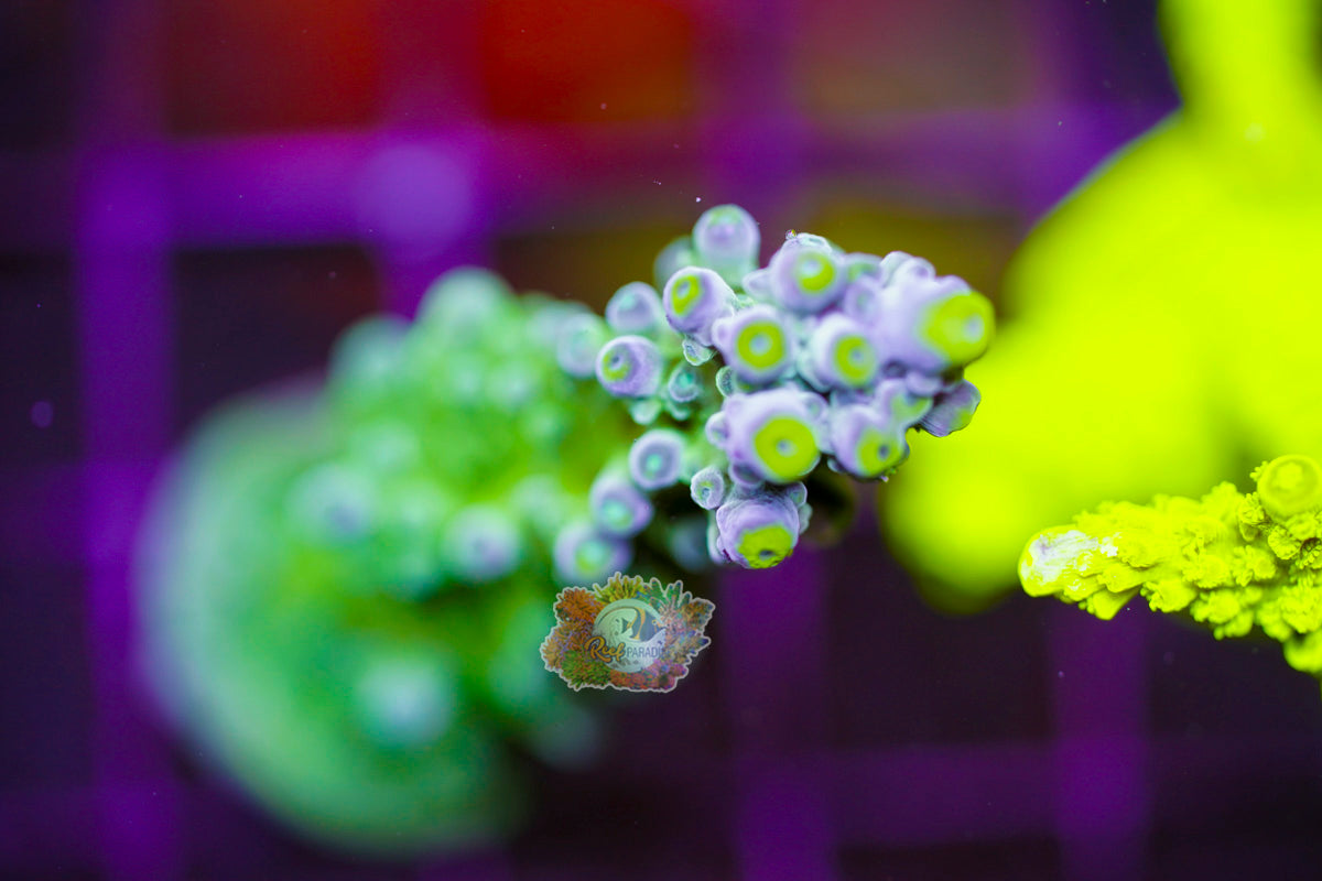 WWC Yellow Tip Acropora