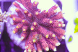 RP Golden Kiss Acropora Frag