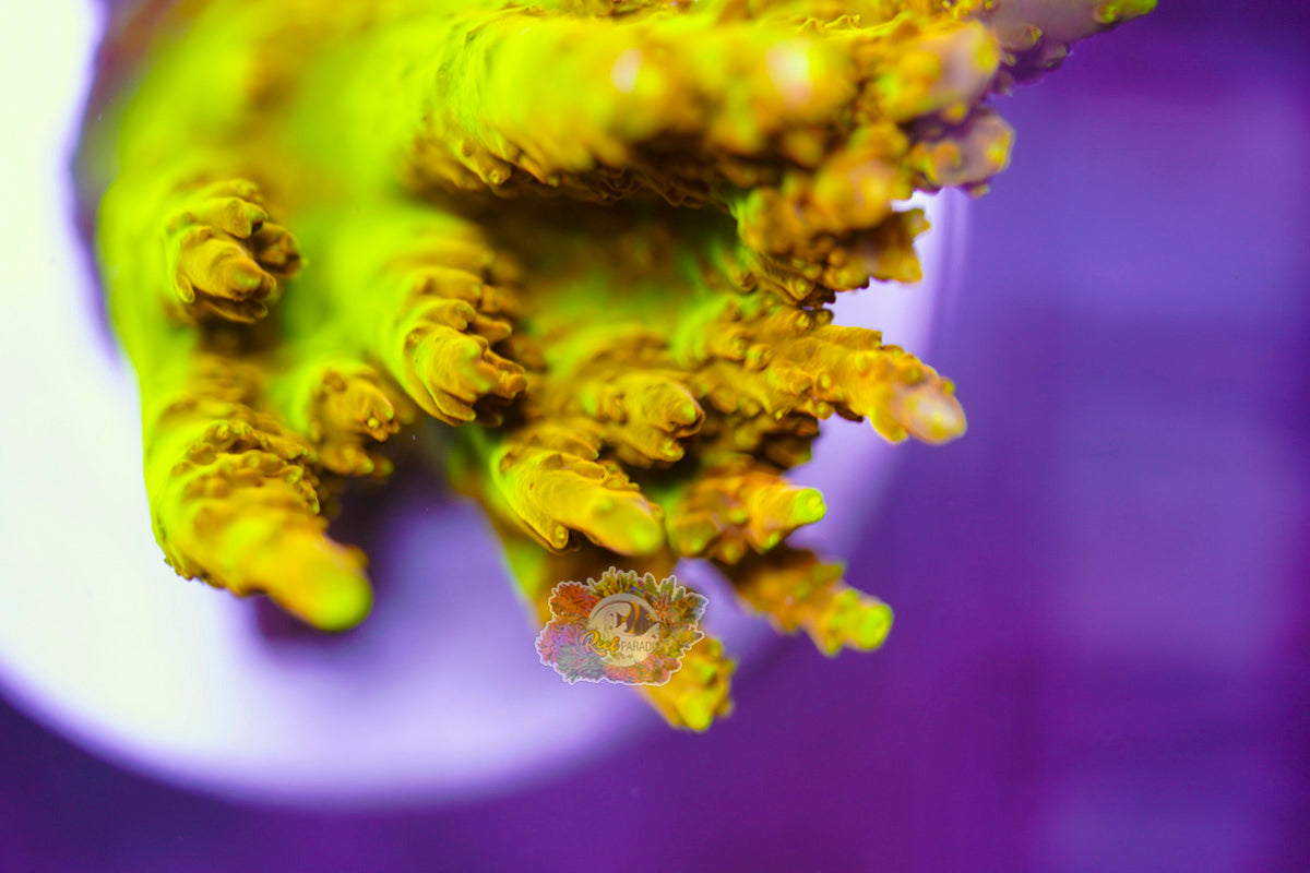 Golden Jaw Dropper Acropora