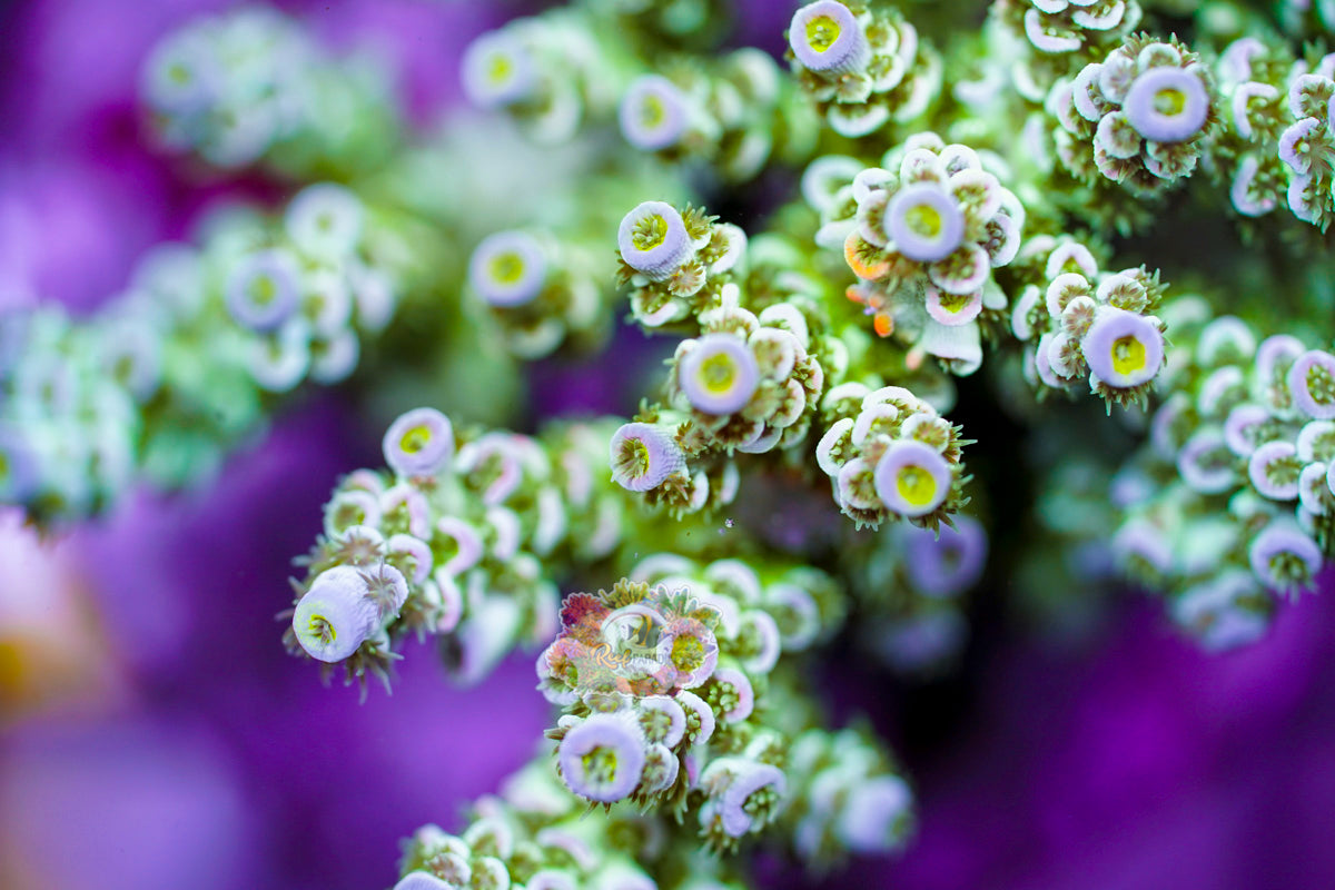 RP WinterGreen Acropora