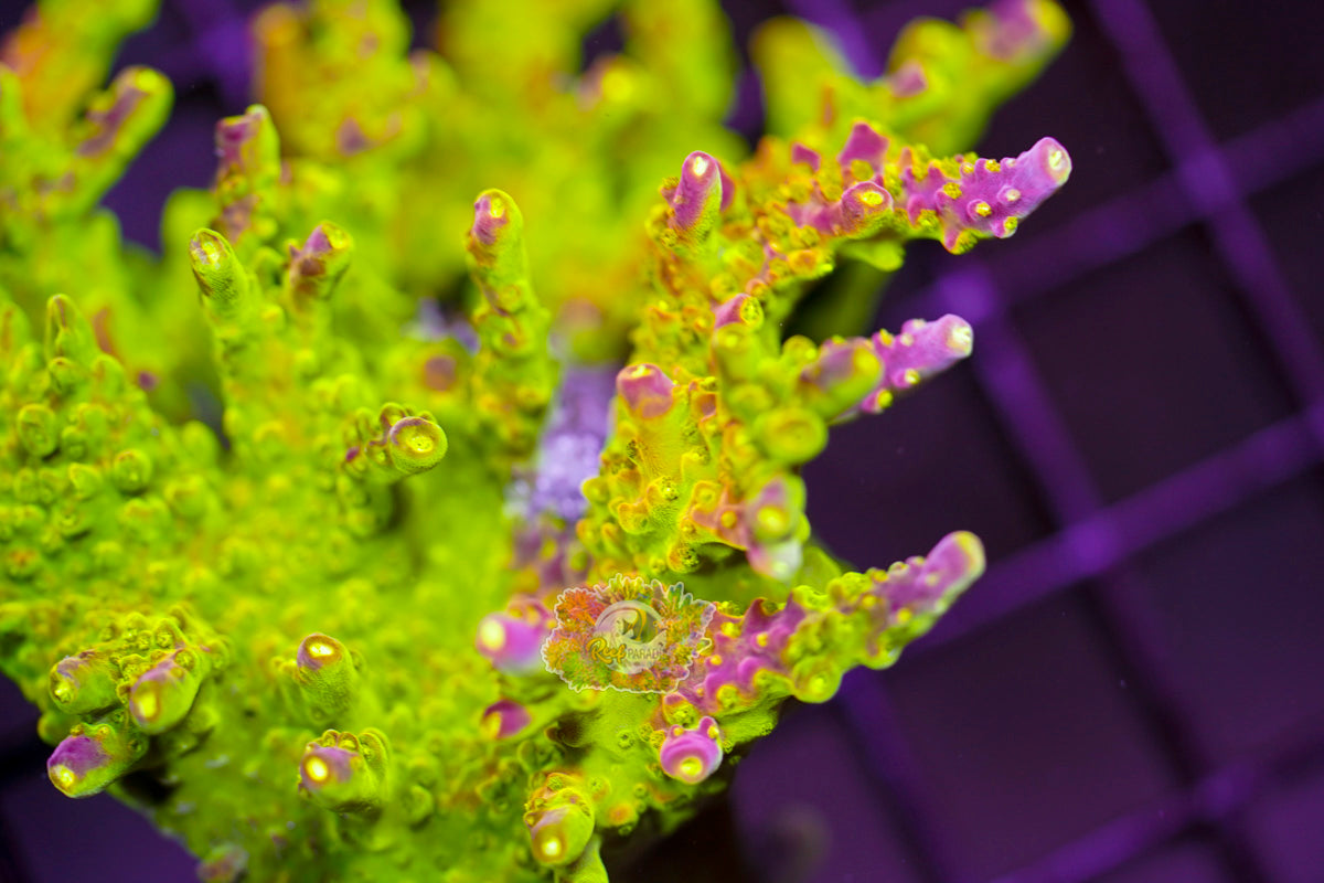 Rainbow Loom Acropora