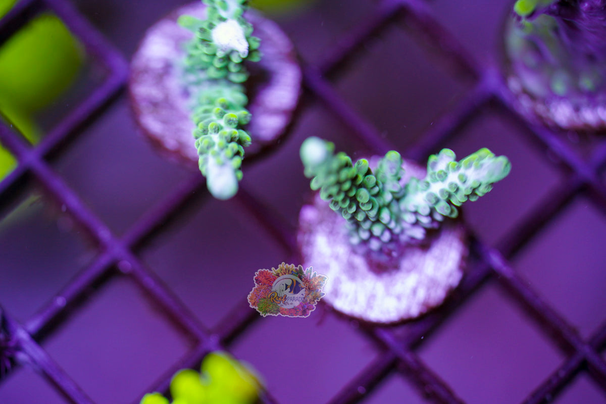 Teal Staghorn Acropora