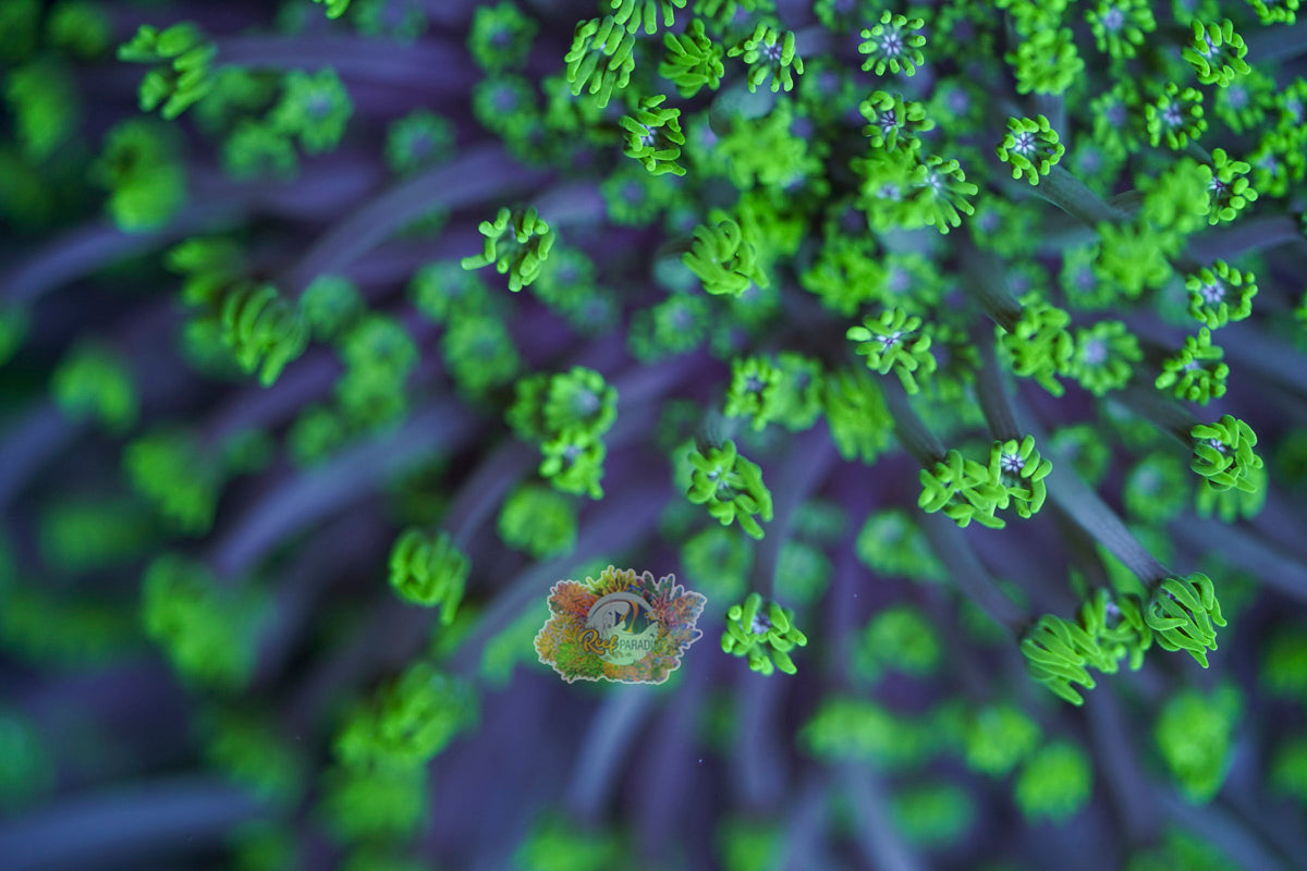 Angel Hair Goniopora