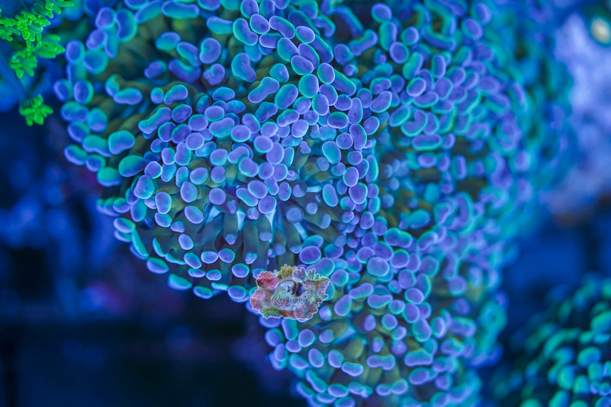 Blue Ember Gold Hammer