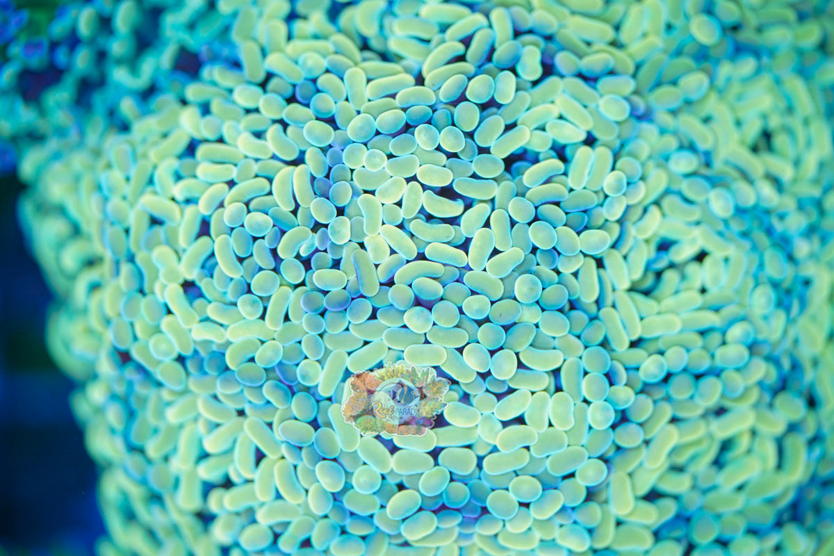 Blue Mint Tip Hammer