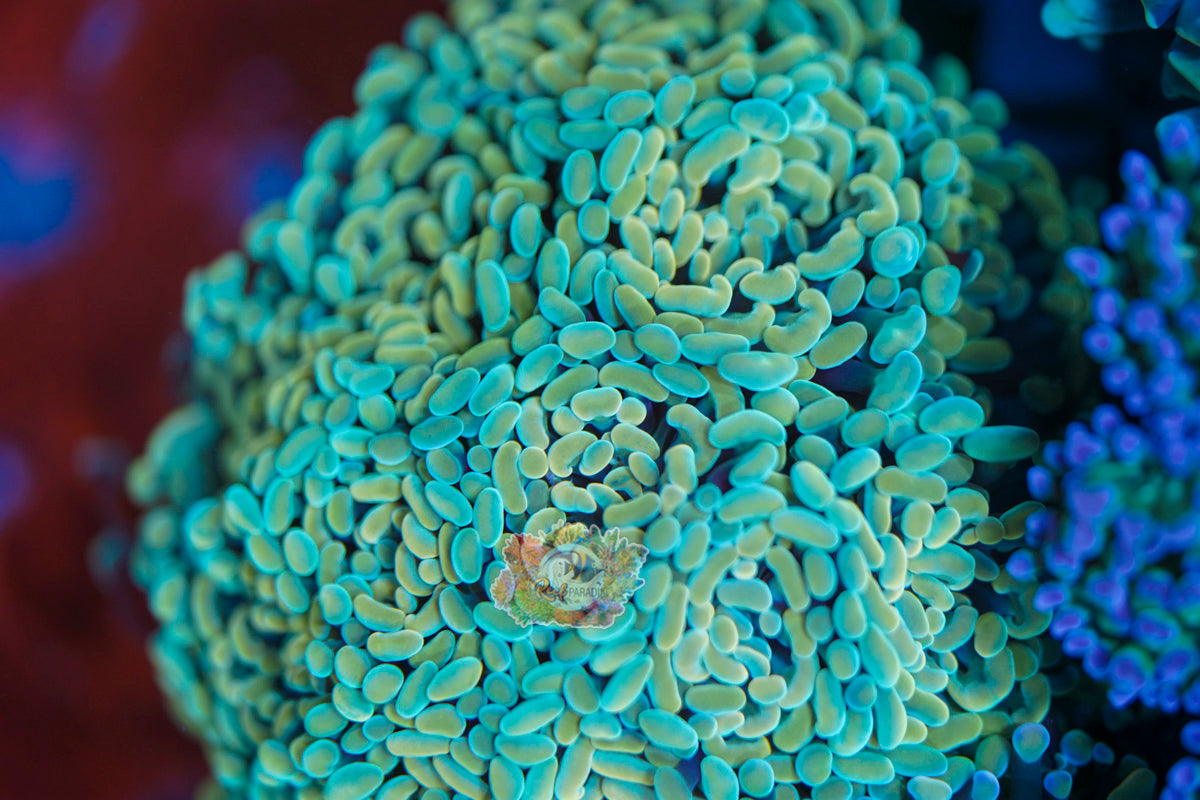 Yellow Marble Hammer