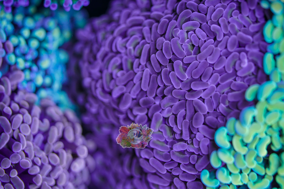 Golden Pink Floyd Hammer