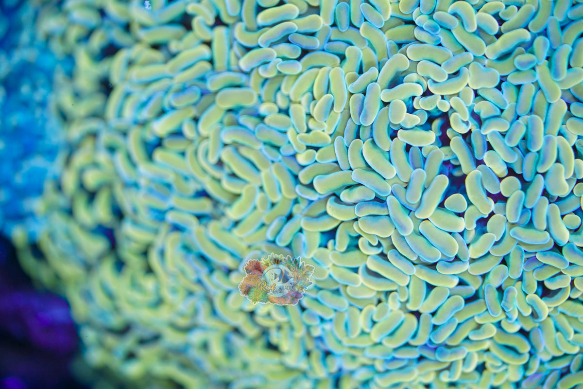 Mellow Yellow Hammer