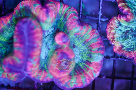 Rainbow Trachy WYSIWYG