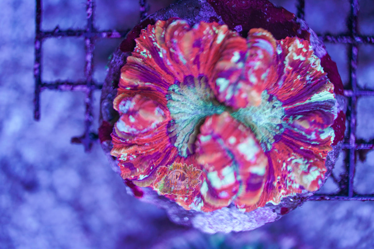 Rainbow Trachy WYSIWYG