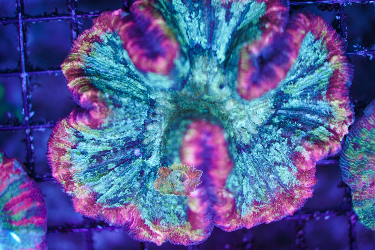 Rainbow Trachy WYSIWYG