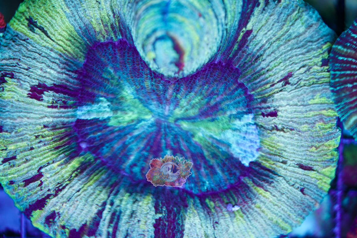 Rainbow Trachy WYSIWYG