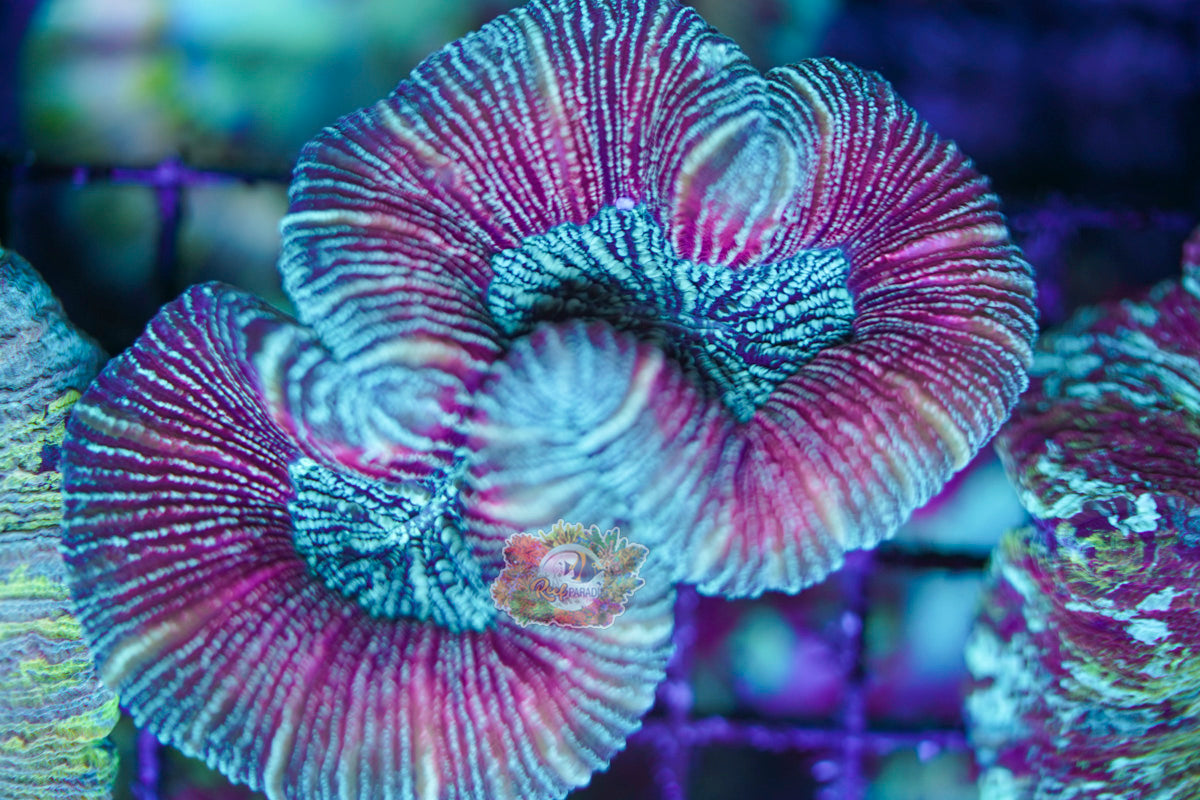 Rainbow Trachy WYSIWYG