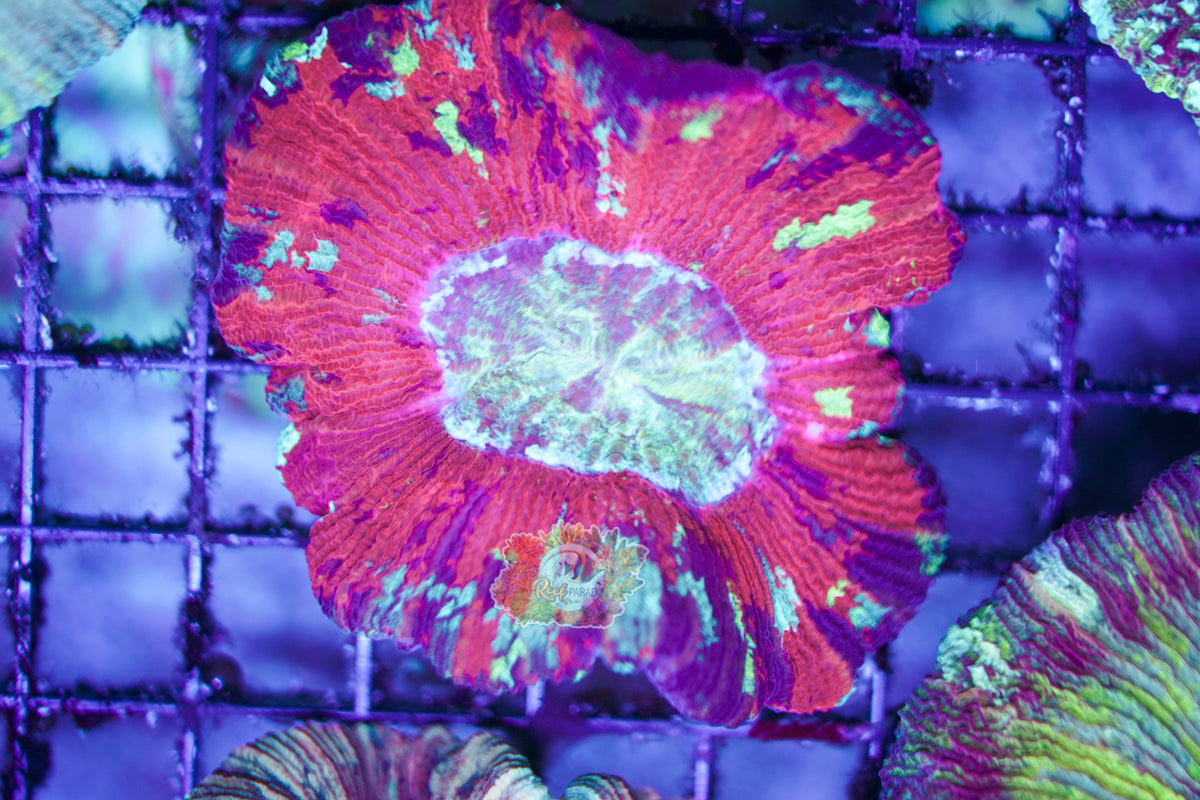 Rainbow Trachy WYSIWYG