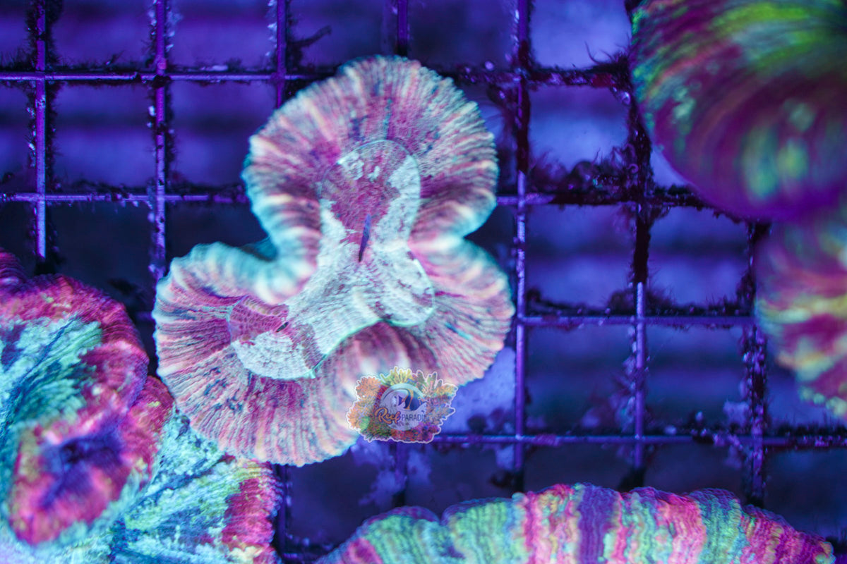 Rainbow Trachy WYSIWYG