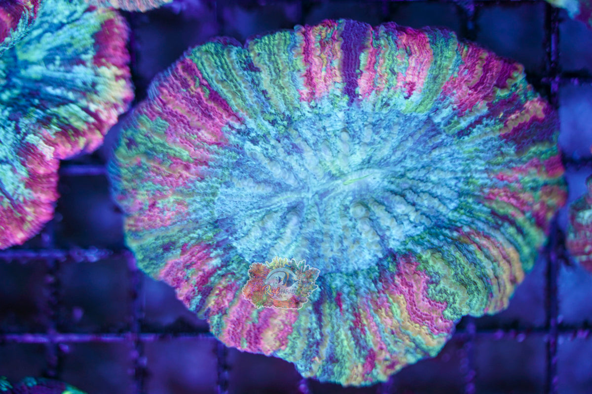 Rainbow Trachy WYSIWYG