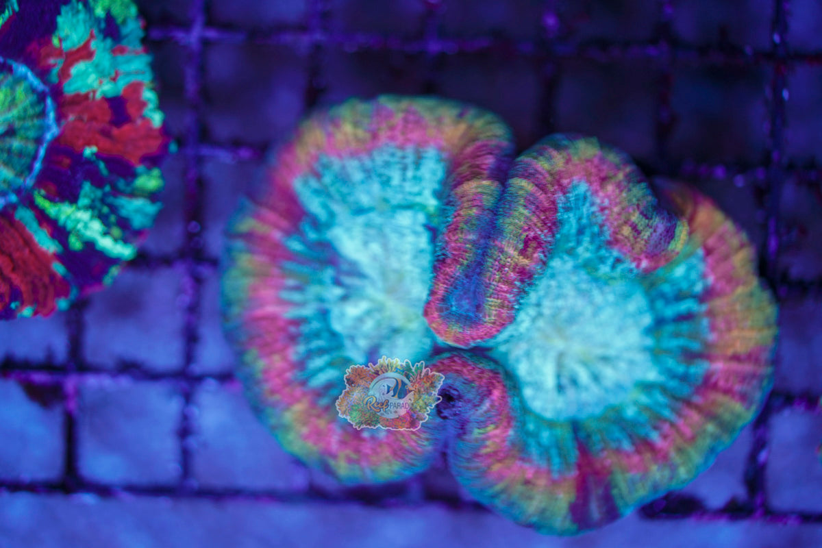 Rainbow Trachy WYSIWYG