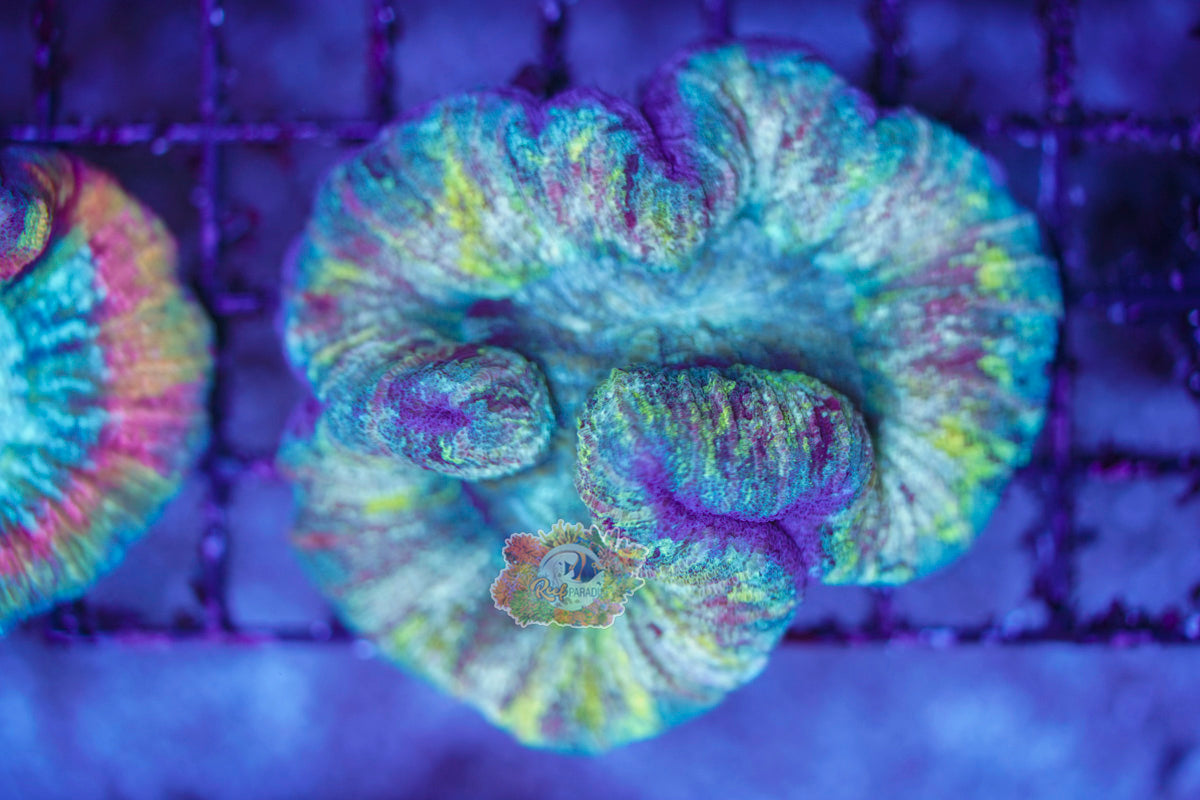 Rainbow Trachy WYSIWYG