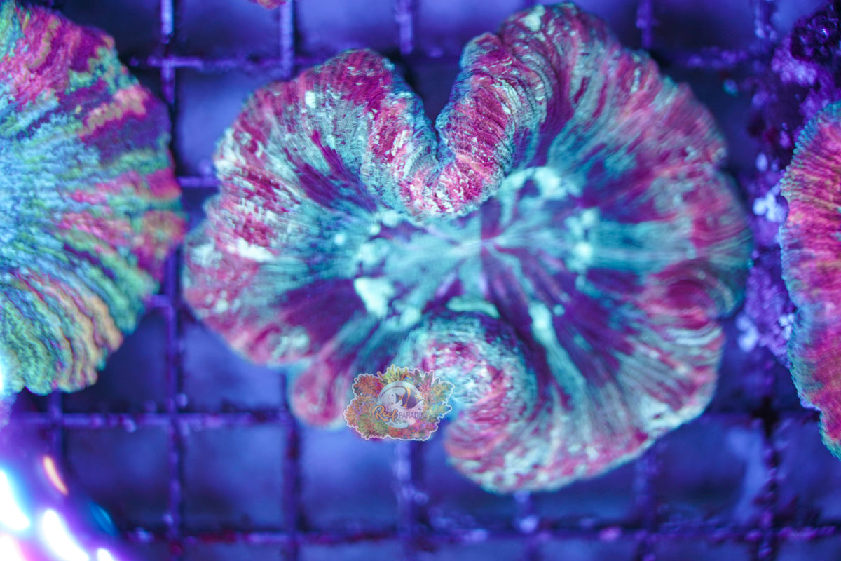 Rainbow Trachy WYSIWYG