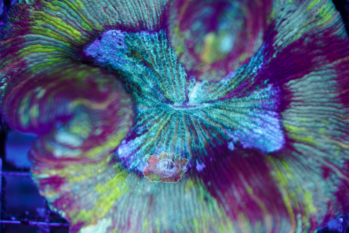 Rainbow Trachy WYSIWYG