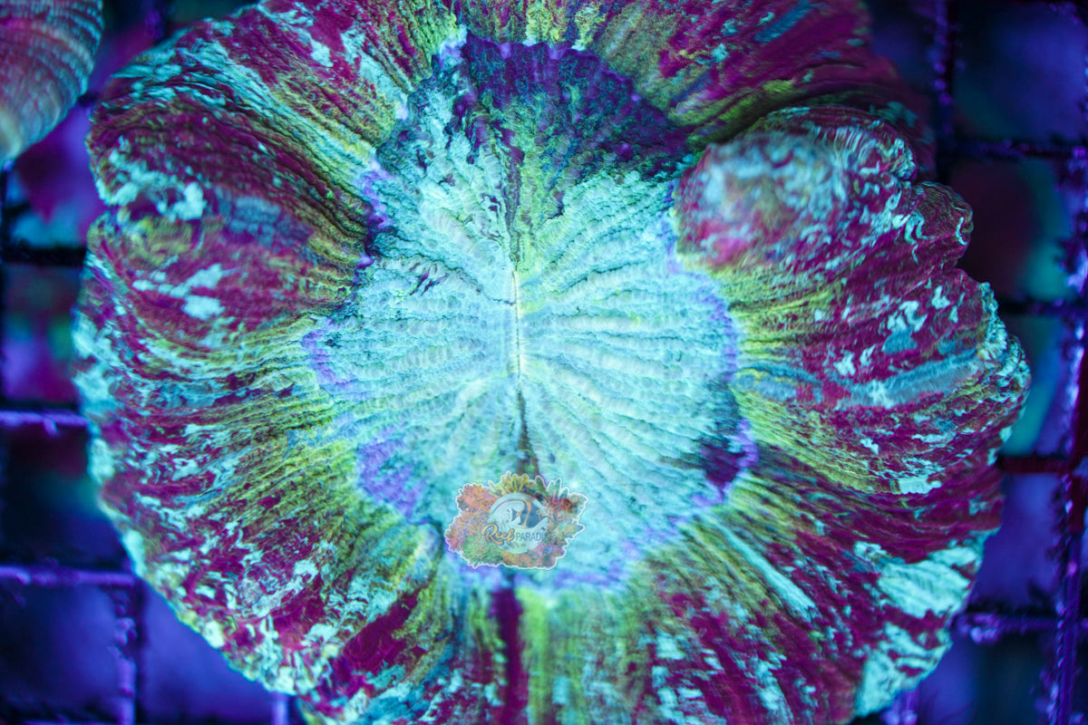 Rainbow Trachy WYSIWYG