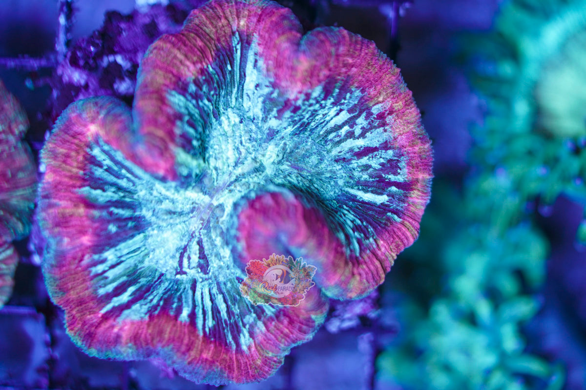 Rainbow Trachy WYSIWYG