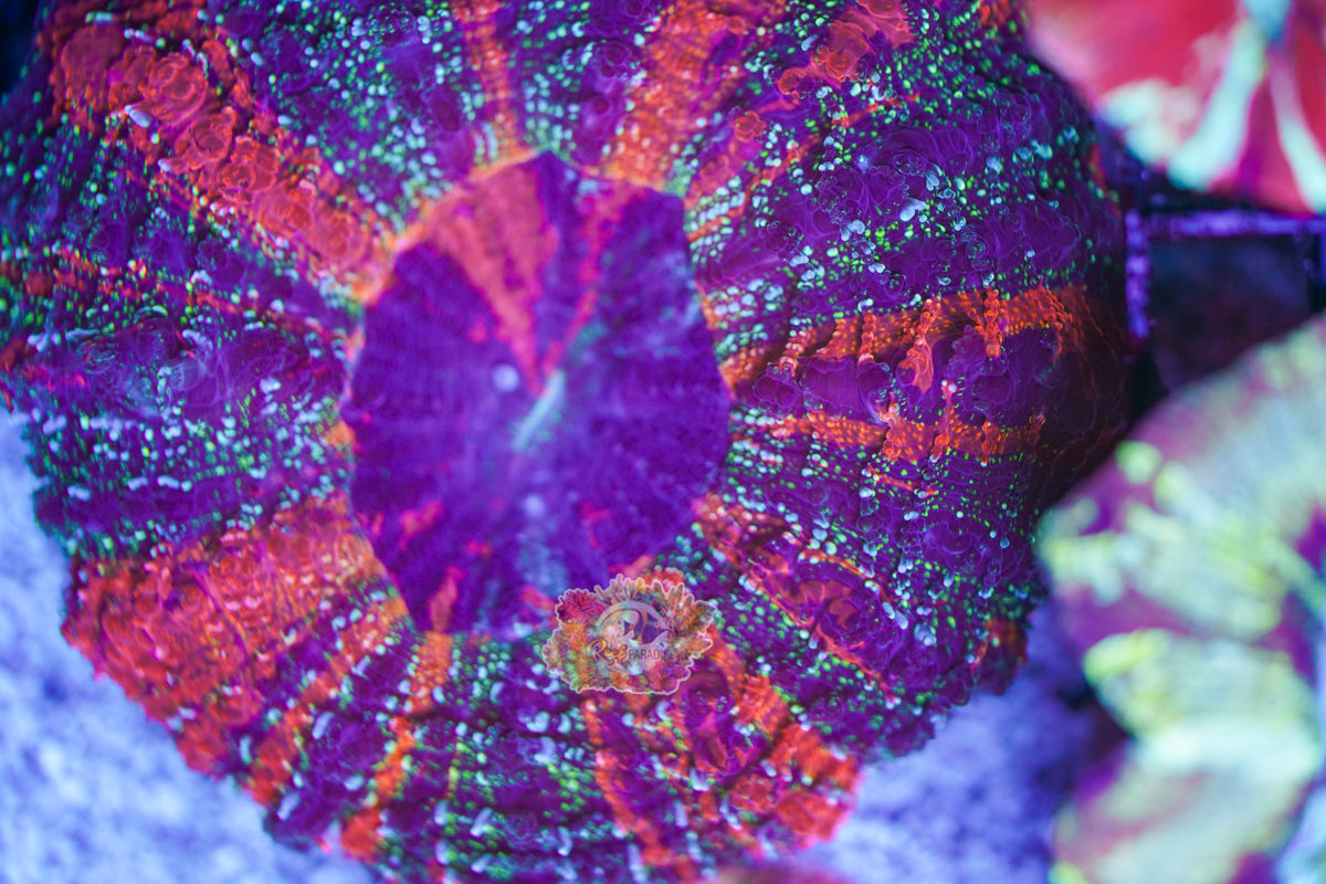 Rainbow Galaxy Acanthophylia WYSIWYG