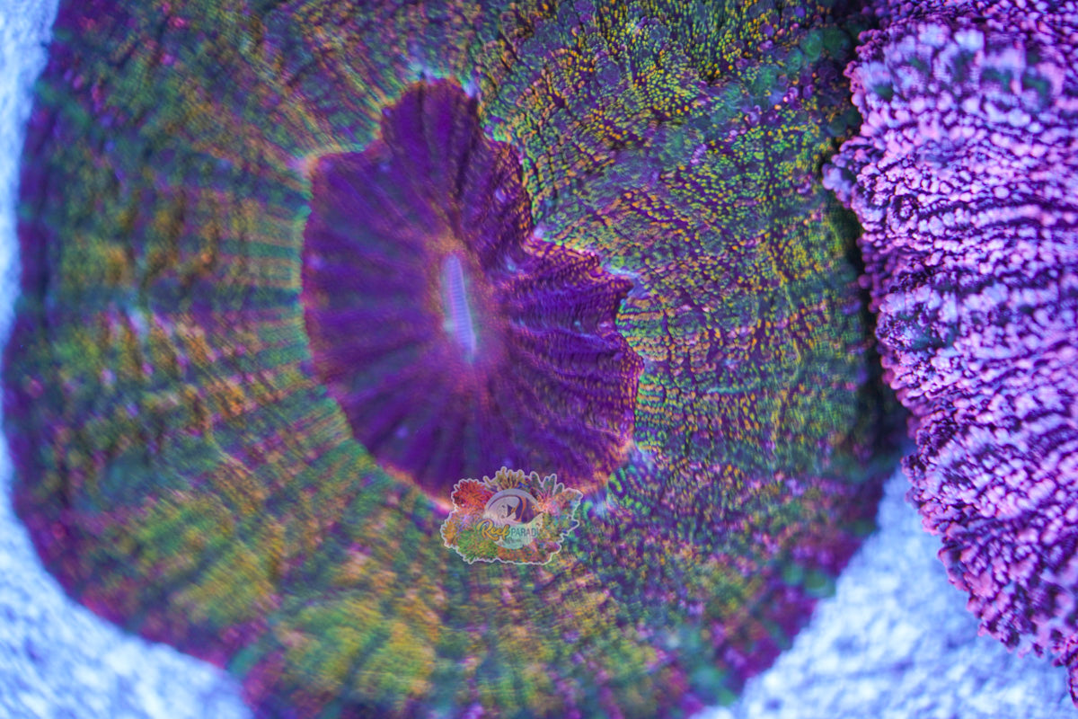 Galaxy Acanthophylia WYSIWYG