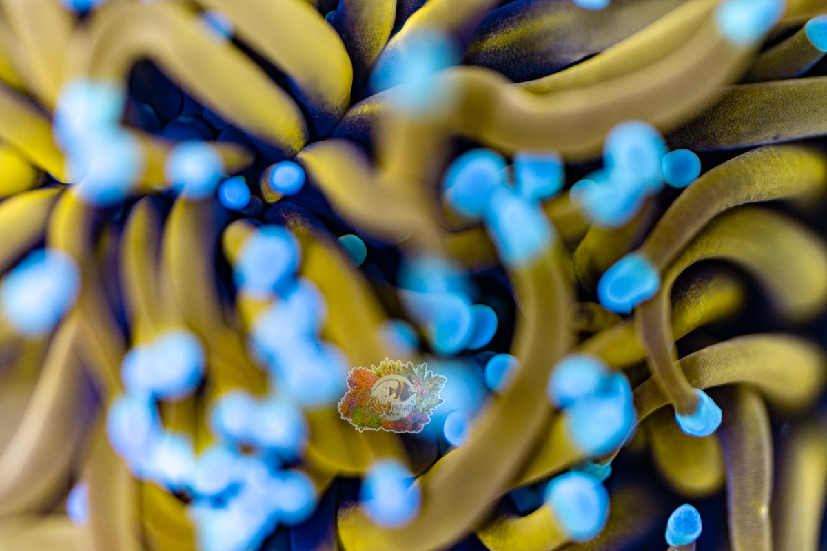 COPPER CREEPER TORCH (CULTURED 3+ YEARS)