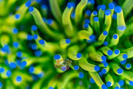 SUPER MALAYSIAN BANANA BLUE TIP *VERY RARE*