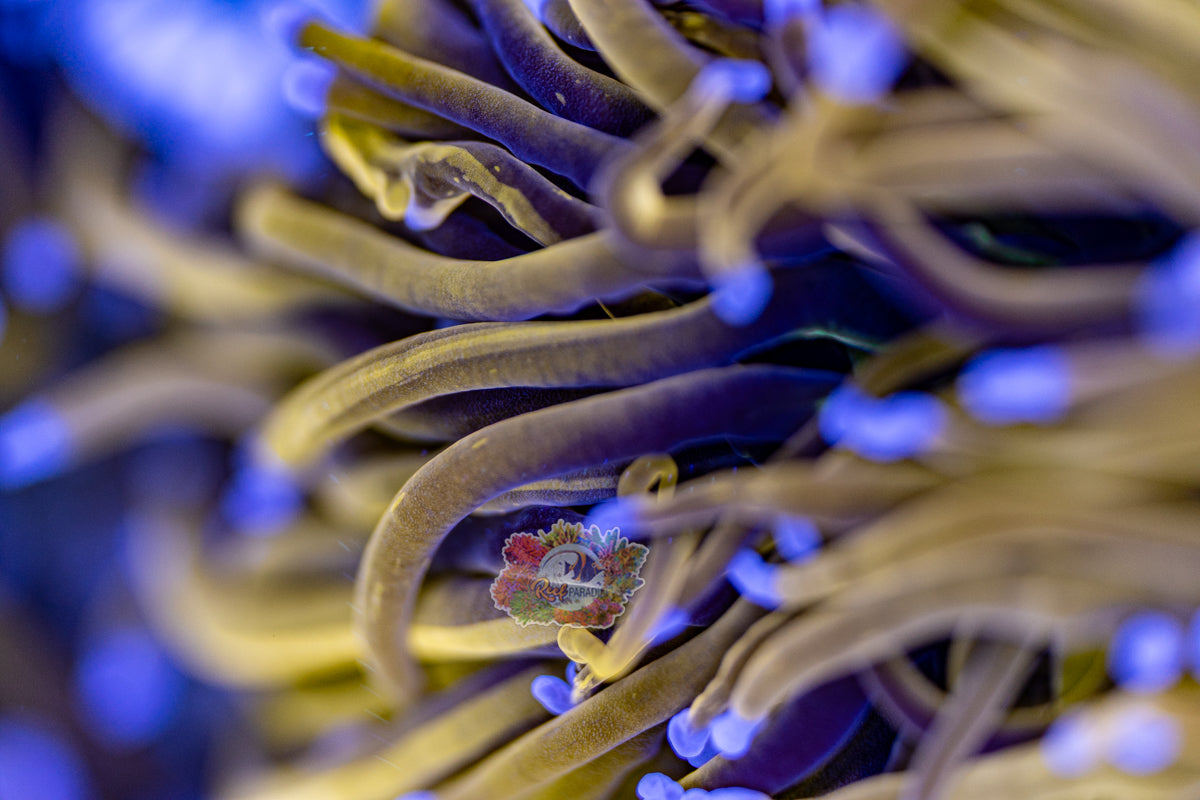 TRUE 24K TORCH (CULTURED 4+ YEARS)