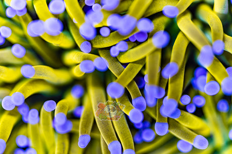 MASTER GRADE RAPUNZEL TORCH (CULTURED 3+ YEARS)  INSANE COLOUR