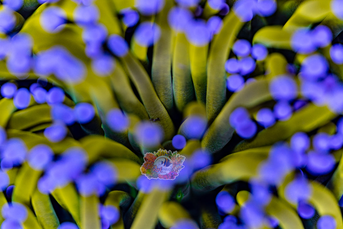 MASTER GRADE RAPUNZEL TORCH (CULTURED 3+ YEARS)  INSANE COLOUR