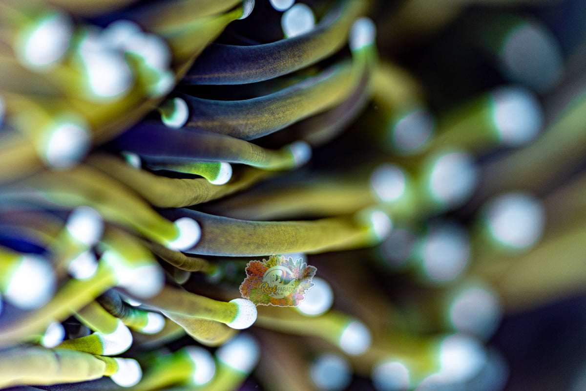 MASTER GRADE DRAGON SOUL TORCH (CULTURED 3+ YEARS) TORCH OF THE MONTH!