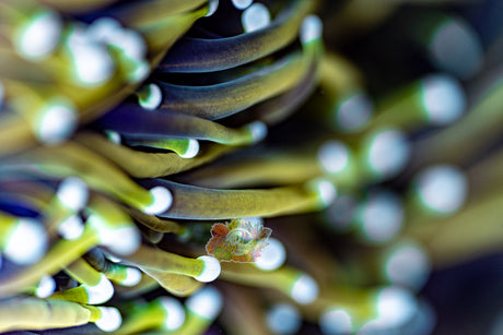 MASTER GRADE DRAGON SOUL TORCH (CULTURED 3+ YEARS) TORCH OF THE MONTH!