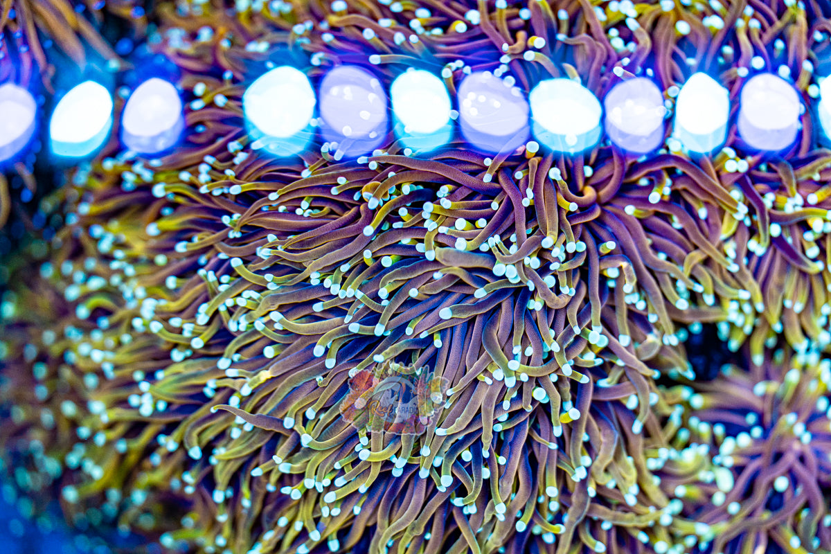 TRUE ULTRA DRAGON SOUL TORCH (CULTURED 3+ YEARS)