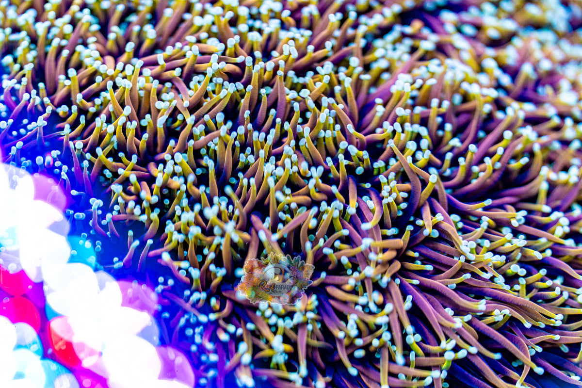 MASTER GRADE DRAGON SOUL TORCH (CULTURED 3+ YEARS) TORCH OF THE MONTH!