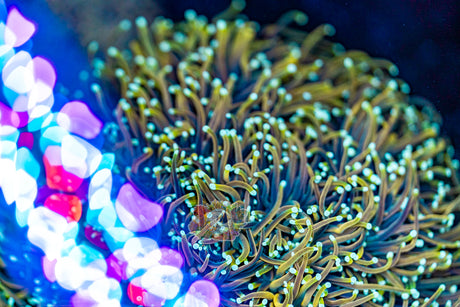 MASTER TORCH (CULTURED 3+ YEARS)