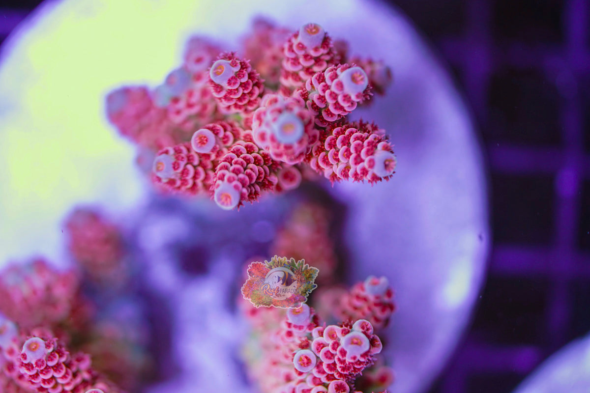Supreme Acropora SECTION B