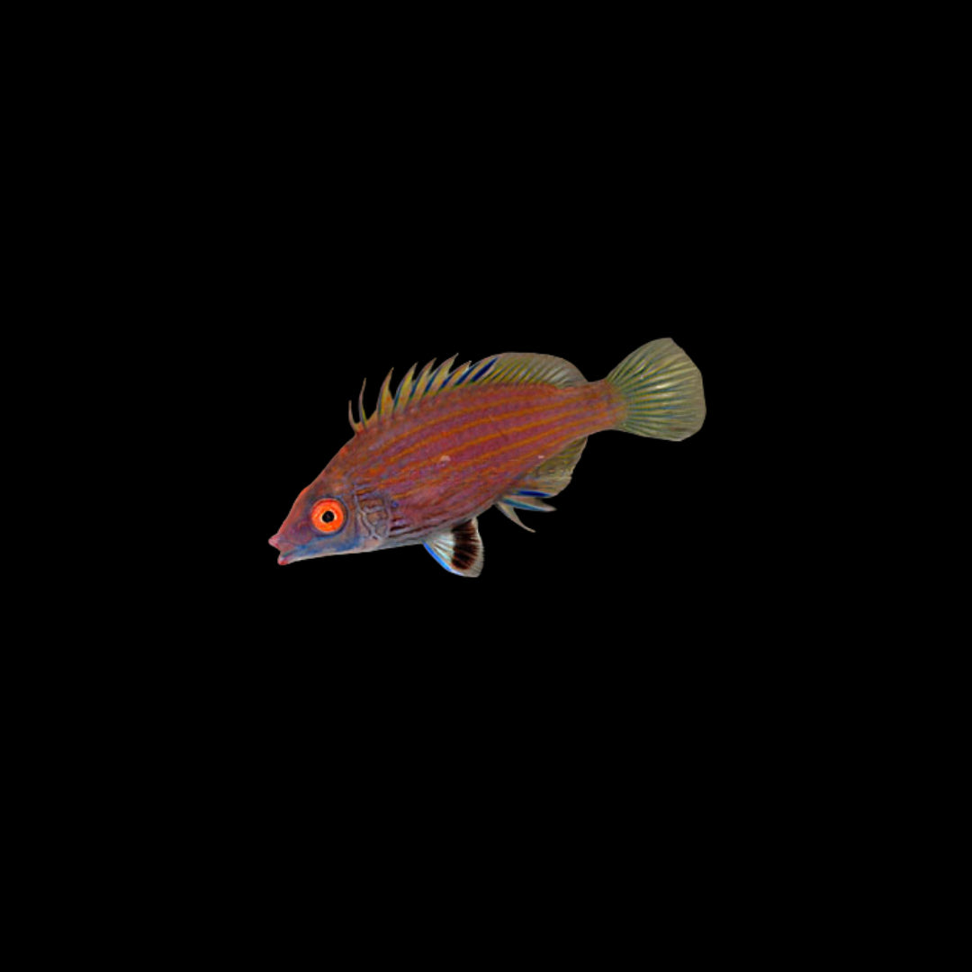 possum wrasse