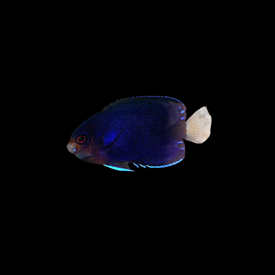 Royal Blue Pygmy Angelfish