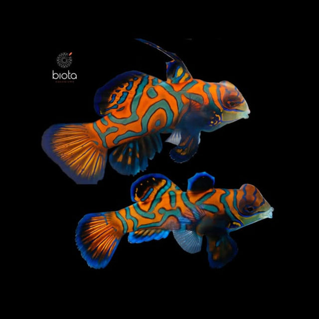 Captive Bred Mandarin Goby *EATS FROZEN FOODS*
