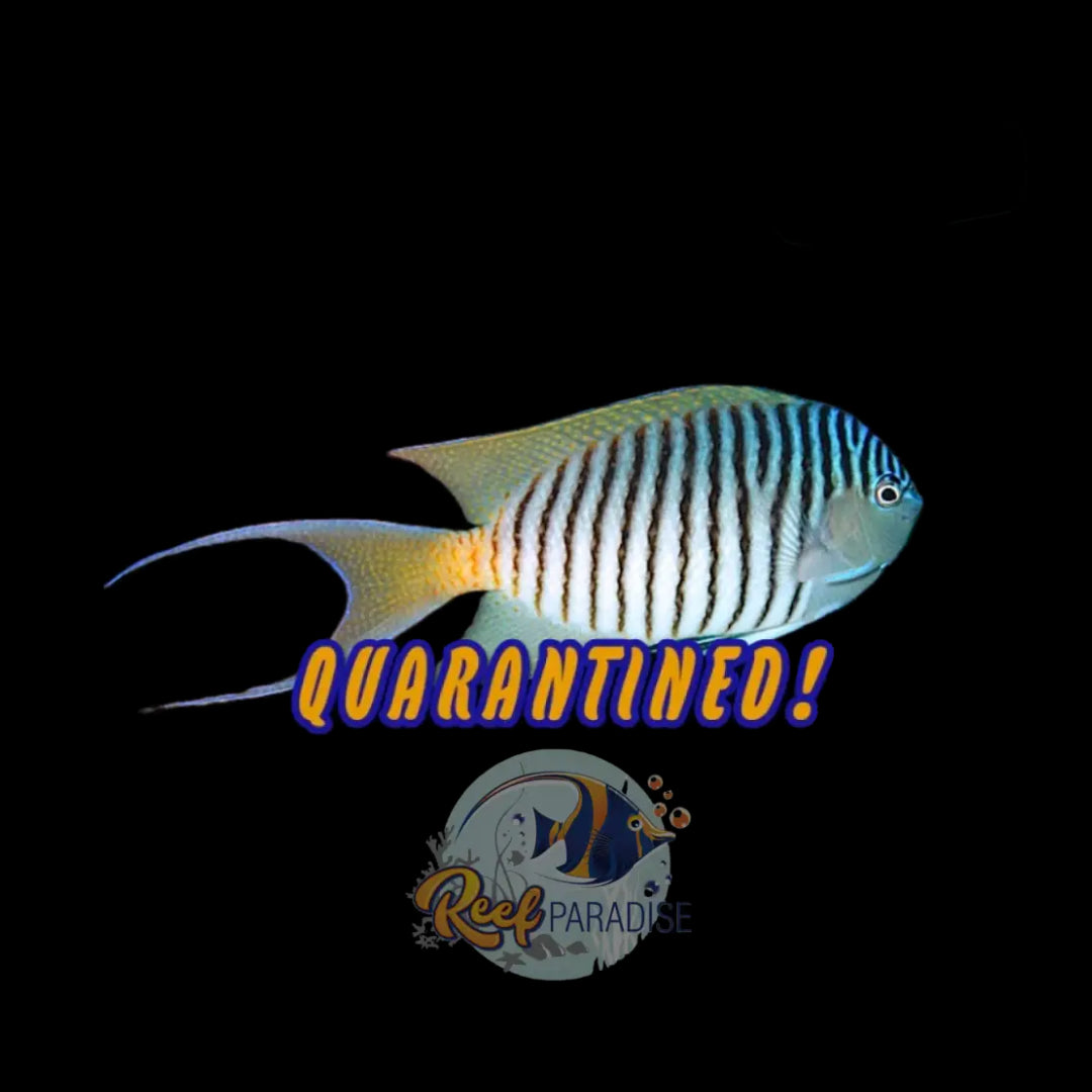 Zebra Angelfish Male