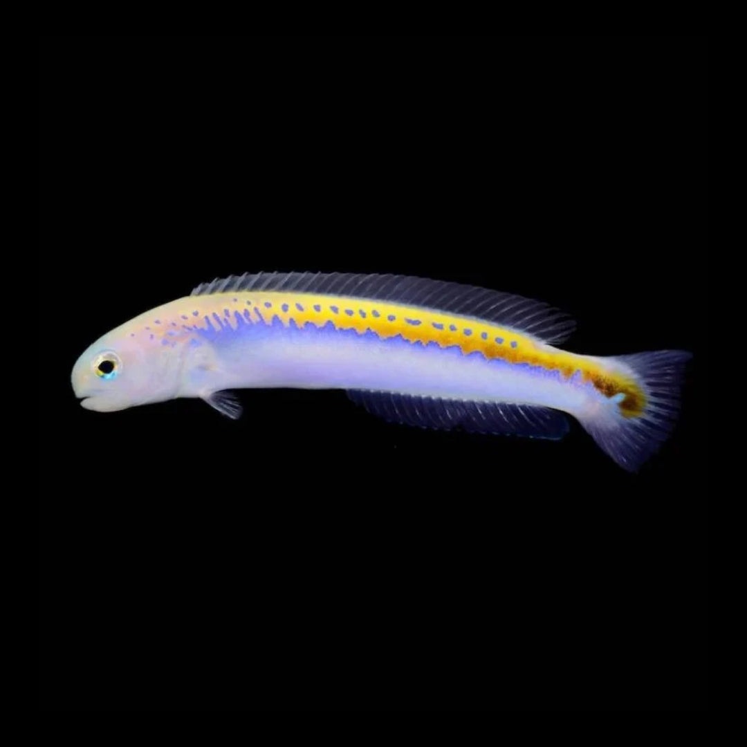 Oreni Tilefish